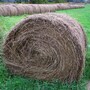 hay