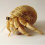 hermit_crab