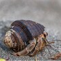 hermit_crab