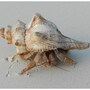 hermit_crab