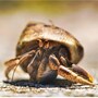 hermit_crab