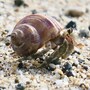 hermit_crab