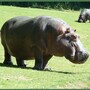 hippopotamus