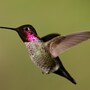 hummingbird