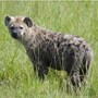 hyena