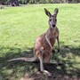 kangaroo