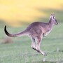 kangaroo