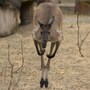 kangaroo
