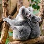 koala