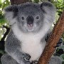 koala