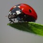 ladybug