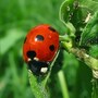 ladybug
