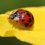 ladybug