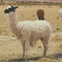 llama