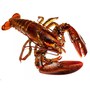 lobster