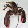lobster