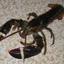 lobster