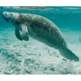 manatee