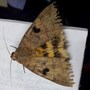 moth