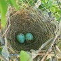nest