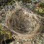 nest