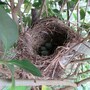 nest