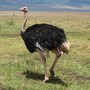 ostrich