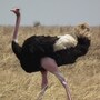 ostrich