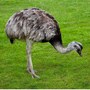 ostrich