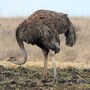 ostrich