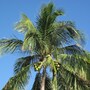 palm_tree