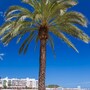 palm_tree