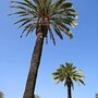 palm_tree