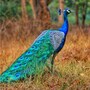 peacock