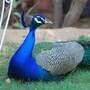 peacock