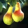 pear