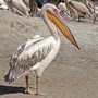 pelican