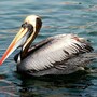 pelican