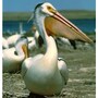 pelican