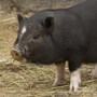 pig