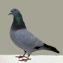 pigeon