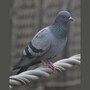 pigeon