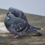 pigeon
