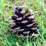 pinecone