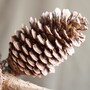 pinecone
