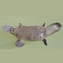 platypus