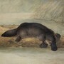 platypus