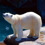 polar_bear