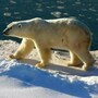 polar_bear