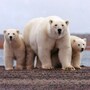 polar_bear